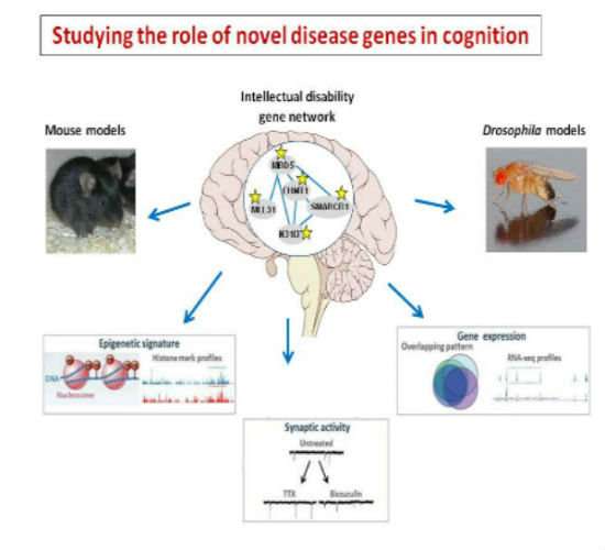 Studying role of novel disease genes in cognition